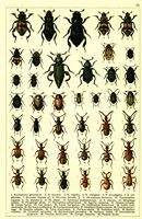 Planche Gueorgui Jacobson n° 16. Cliquer pour ouvrir la page.