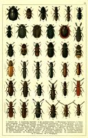 Planche Gueorgui Jacobson n° 19. Cliquer pour ouvrir la page.