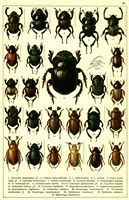 Planche Gueorgui Jacobson n° 29. Cliquer pour ouvrir la page.