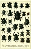 Planche Gueorgui Jacobson n° 30. Cliquer pour ouvrir la page.