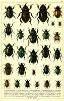 Planche Gueorgui Jacobson n° 31. Cliquer pour ouvrir la page.
