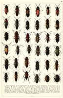 Planche Gueorgui Jacobson n° 38. Cliquer pour ouvrir la page.
