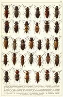 Planche Gueorgui Jacobson n° 39. Cliquer pour ouvrir la page.