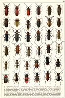 Planche Gueorgui Jacobson n° 40. Cliquer pour ouvrir la page.