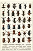 Planche Gueorgui Jacobson n° 41. Cliquer pour ouvrir la page.