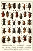 Planche Gueorgui Jacobson n° 42. Cliquer pour ouvrir la page.