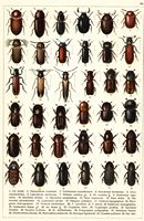 Planche Gueorgui Jacobson n° 44. Cliquer pour ouvrir la page.