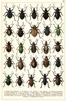 Planche Gueorgui Jacobson n° 45. Cliquer pour ouvrir la page.