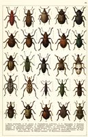 Planche Gueorgui Jacobson n° 47. Cliquer pour ouvrir la page.