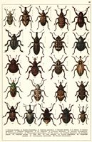 Planche Gueorgui Jacobson n° 48. Cliquer pour ouvrir la page.