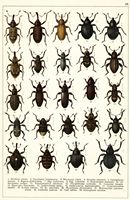 Planche Gueorgui Jacobson n° 49. Cliquer pour ouvrir la page.