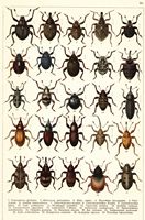 Planche Gueorgui Jacobson n° 50. Cliquer pour ouvrir la page.