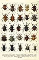 Planche Gueorgui Jacobson n° 52. Cliquer pour ouvrir la page.