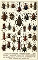 Planche Gueorgui Jacobson n° 53. Cliquer pour ouvrir la page.