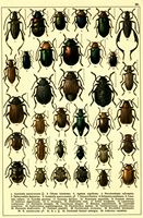 Planche Gueorgui Jacobson n° 59. Cliquer pour ouvrir la page.