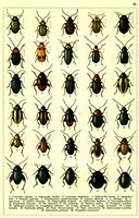 Planche Gueorgui Jacobson n° 60. Cliquer pour ouvrir la page.