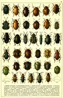 Planche Gueorgui Jacobson n° 61. Cliquer pour ouvrir la page.