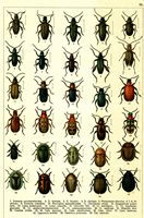 Planche Gueorgui Jacobson n° 62. Cliquer pour ouvrir la page.