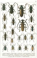 Planche Gueorgui Jacobson n° 63. Cliquer pour ouvrir la page.
