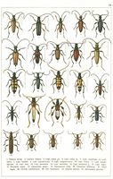 Planche Gueorgui Jacobson n° 64. Cliquer pour ouvrir la page.