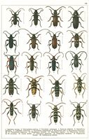 Planche Gueorgui Jacobson n° 66. Cliquer pour ouvrir la page.