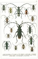 Planche Gueorgui Jacobson n° 68. Cliquer pour ouvrir la page.