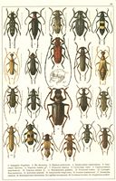 Planche Gueorgui Jacobson n° 69. Cliquer pour ouvrir la page.