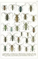 Planche Gueorgui Jacobson n° 72. Cliquer pour ouvrir la page.