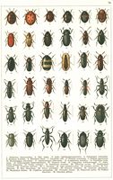 Planche Gueorgui Jacobson n° 73. Cliquer pour ouvrir la page.