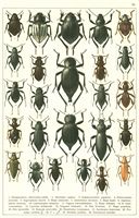 Planche Gueorgui Jacobson n° 75. Cliquer pour ouvrir la page.