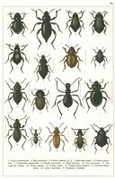 Planche Gueorgui Jacobson n° 76. Cliquer pour ouvrir la page.