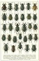 Planche Gueorgui Jacobson n° 77. Cliquer pour ouvrir la page.