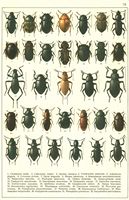Planche Gueorgui Jacobson n° 78. Cliquer pour ouvrir la page.