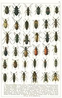 Planche Gueorgui Jacobson n° 79. Cliquer pour ouvrir la page.