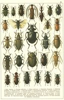 Planche Gueorgui Jacobson n° 80. Cliquer pour ouvrir la page.