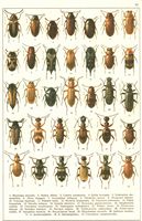 Planche Gueorgui Jacobson n° 81. Cliquer pour ouvrir la page.