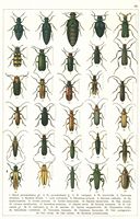Planche Gueorgui Jacobson n° 82. Cliquer pour ouvrir la page.
