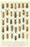 Planche Gueorgui Jacobson n° 83. Cliquer pour ouvrir la page.