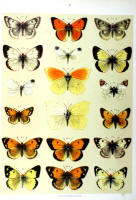 Papillons - Planche d'Arnold Spuler n° 3. Cliquer pour ouvrir la page.