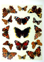 Papillons - Planche d'Arnold Spuler n° 6. Cliquer pour ouvrir la page.