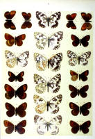 Papillons - Planche d'Arnold Spuler n° 9. Cliquer pour ouvrir la page.