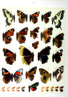 Papillons - Planche d'Arnold Spuler n° 14. Cliquer pour ouvrir la page.