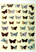 Papillons - Planche d'Arnold Spuler n° 16. Cliquer pour ouvrir la page.