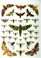 Papillons - Planche d'Arnold Spuler n° 20. Cliquer pour ouvrir la page.