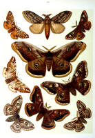 Papillons - Planche d'Arnold Spuler n° 24. Cliquer pour ouvrir la page.