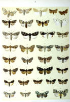 Papillons - Planche d'Arnold Spuler n° 31. Cliquer pour ouvrir la page.