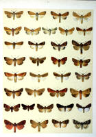 Papillons - Planche d'Arnold Spuler n° 43. Cliquer pour ouvrir la page.
