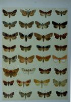 Papillons - Planche d'Arnold Spuler n° 45. Cliquer pour ouvrir la page.
