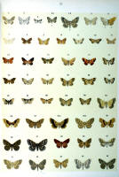 Papillons - Planche d'Arnold Spuler n° 57. Cliquer pour ouvrir la page.