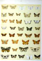 Papillons - Planche d'Arnold Spuler n° 58. Cliquer pour ouvrir la page.